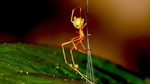 Unveiling Nature's Marvel: The Catapulting Spider and Its Unique Web Design | slot 777 domino island