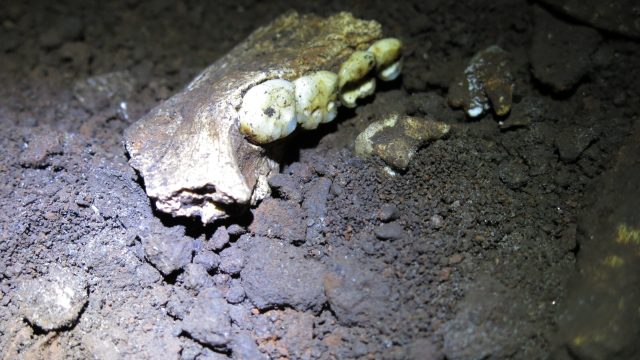 Unveiling Ancient Secrets: Insights from Homo Naledi Dental Proteins | poker qq, nasa4d link, pacoga
