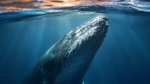 Whale Calls Echo Star Wars Vibes in Australian Waters