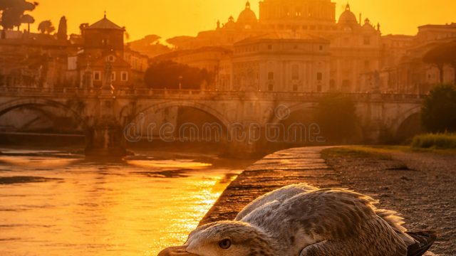 Europe Faces Extreme Heat: How It Impacts Wildlife and Communities