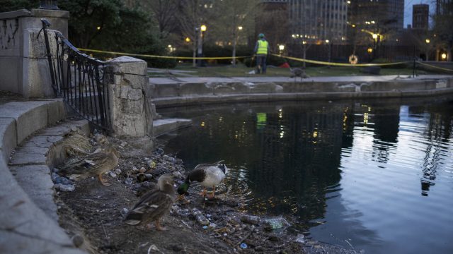 Reflecting Pool Under Fire: Vandalism and Wildlife Concerns Mount | daftar slot 10k, thanos7788 slot