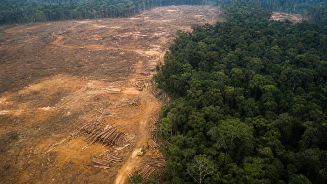 Understanding Deforestation Through Global Trade Patterns