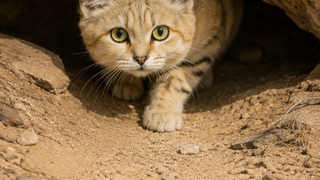 YouTube Video Confirms Existence of Libya's Elusive Sand Cat | twslive link alternatif, 7 card stud 
