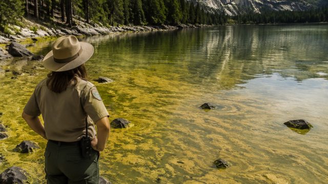 The Ripple Effect of Trump's Algae Crisis on National Parks | s7slot link alternatif, naga889 slot, 